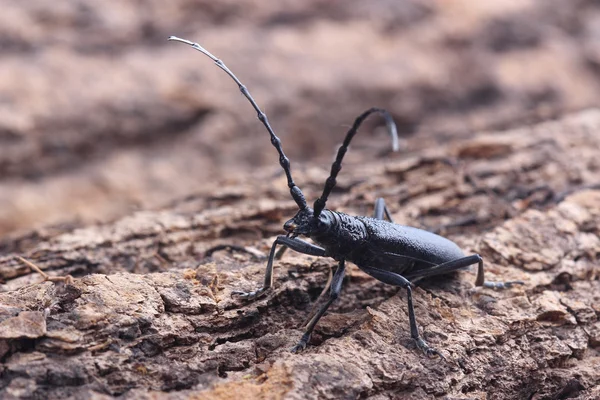 Longhorn böceği ağaç üzerinde