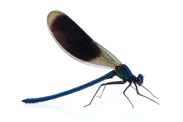 Mężczyzna z Beautiful demoiselle (Calopteryx virgo) na białym tle na Zielone Świątki — Zdjęcie stockowe