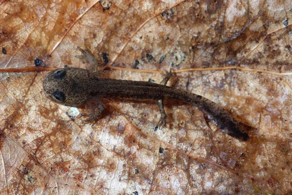 Larva de fuego Salamandra (Salamandra salamandra ) —  Fotos de Stock