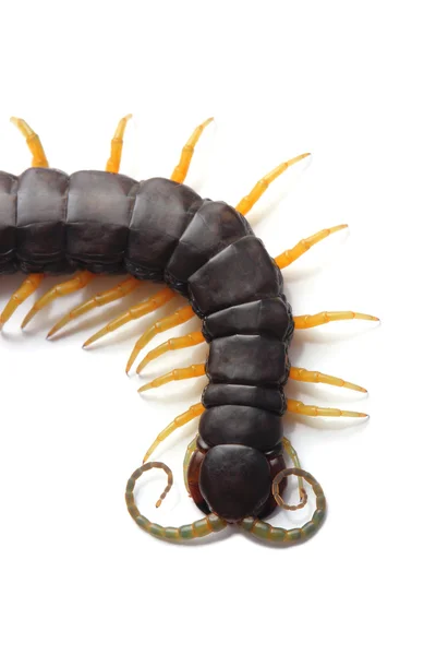 Scolopendra geïsoleerd op wit — Stockfoto