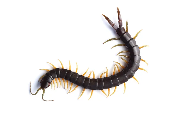 Scolopendra isolado em branco — Fotografia de Stock