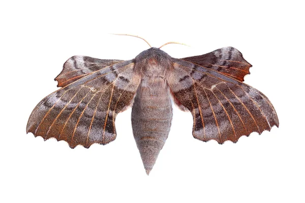 Fêmea de Poplar hawk-moth (Laothoe populi ) — Fotografia de Stock