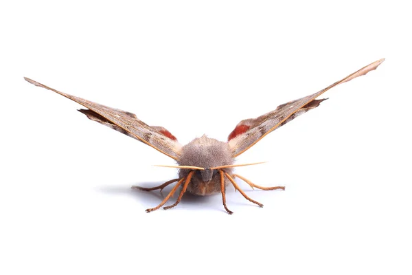 Fêmea de Poplar hawk-moth (Laothoe populi ) — Fotografia de Stock