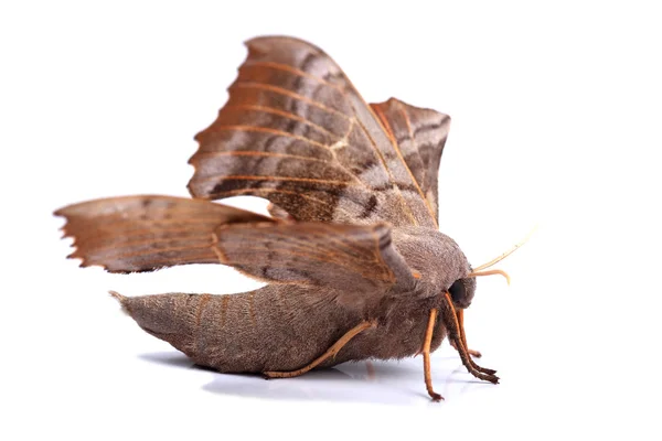 Hembra de la polilla halcón álamo (Laothoe populi ) — Foto de Stock