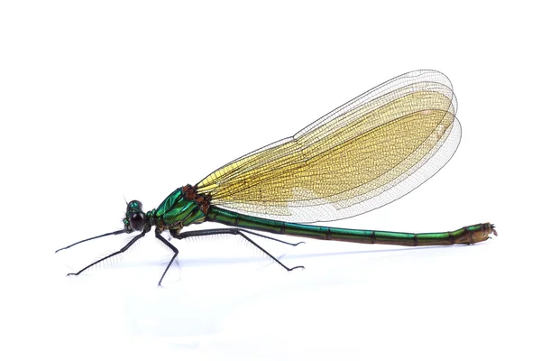 Weibchen der schönen Demiselle (calopteryx virgo) isoliert auf wh Stockbild