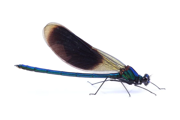 오순절에 고립 된 아름 다운 demoiselle (Calopteryx 처녀자리)의 남자 스톡 이미지