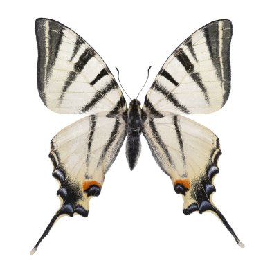 Kelebek - Kırlangıç (Iphiclides podalirius) beyaz arkaplanda izole edilmiştir