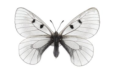 Kelebek - Bulutlu Apollo (Parnassius mnemosyne) beyaz arka planda izole edildi