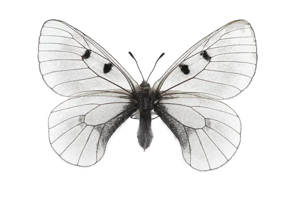 白い背景に隔離された雲のアポロ Parnassius Mnemosyne ロイヤリティフリーのストック画像