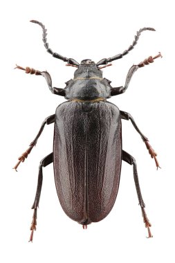 Böcek Prionus koriarius beyaz arka planda izole edildi