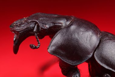 Böcek (Lethrus apterus) aşırı makro