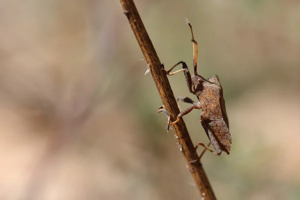 Bouclier bug sur herbe sèche. Macro — Photo