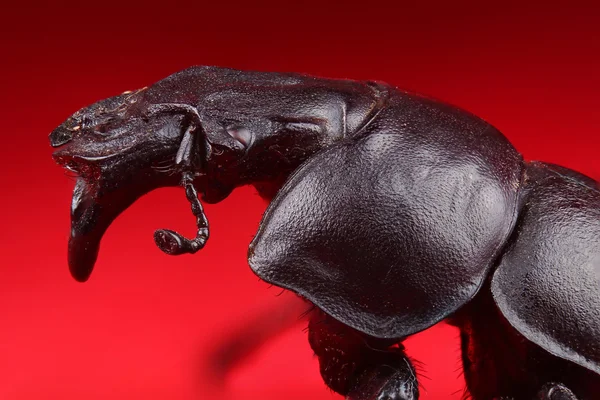 Böcek (Lethrus apterus) aşırı makro