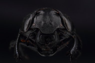 Siyah böcek (Lethrus apterus). Aşırı makro