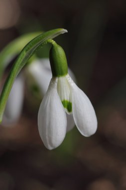 Kardelen çiçek. Portre
