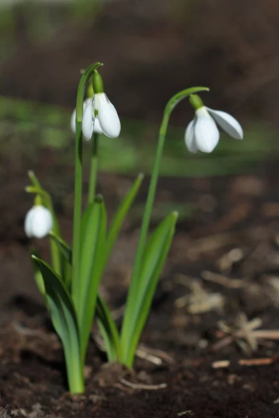 Sneeuwklokjes bloemen. Closeup — Stockfoto