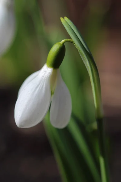 スノー ドロップの花。クローズ アップ — ストック写真