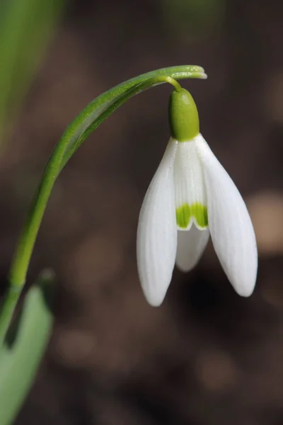 Une fleur de chute de neige. Gros plan — Photo