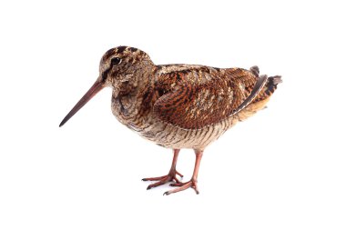 Avrasya beyaz arka plan üzerinde izole Woodcock (Scolopax rusticola)