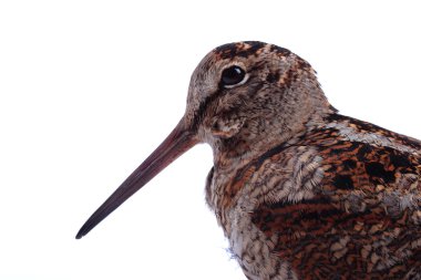 Kafa, Avrasya beyaz izole Woodcock (Scolopax rusticola)