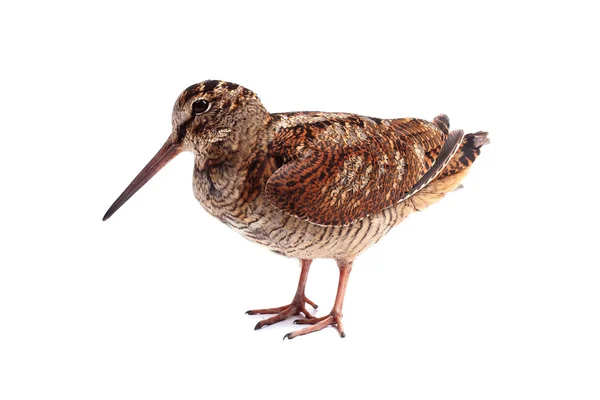 Eurasian Woodcock (Scolopax rusticola) isolato su sfondo bianco — Foto Stock