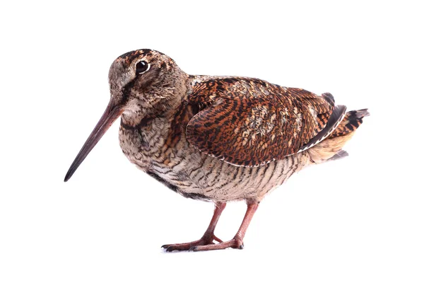 Eurasian Woodcock (Scolopax rusticola) isolato su sfondo bianco — Foto Stock