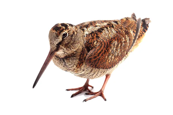 Eurasian Woodcock (Scolopax rusticola) isolato su sfondo bianco — Foto Stock