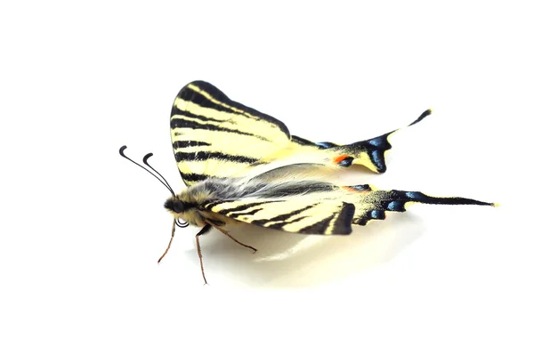 Scarse swallowtail ( Iphiclides podalirius) isolated on white — Stock Photo, Image