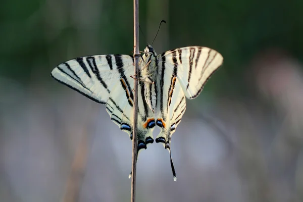 Scarse swallowtail ( Iphiclides podalirius) sitting on dry grass — Stock Photo, Image