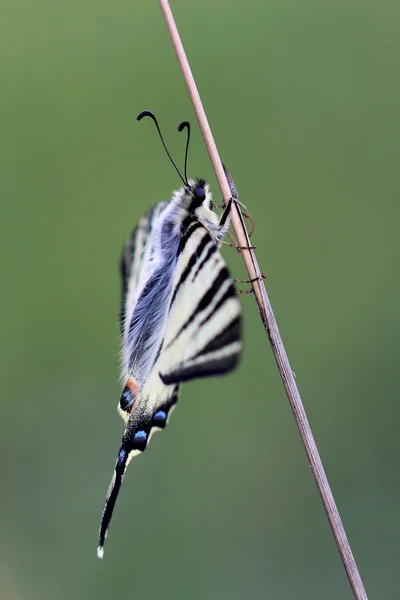 Kuru çim üzerinde oturan Scarse swallowtail (Iphiclides podalirius) — Stok fotoğraf
