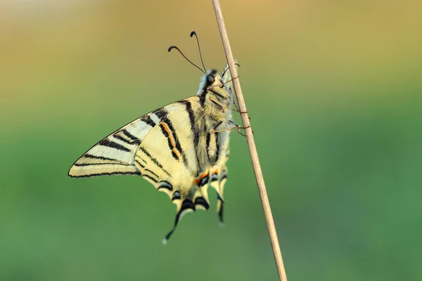 Butterfly - Scarse swallowtail ( Iphiclides podalirius) — Stock Photo, Image