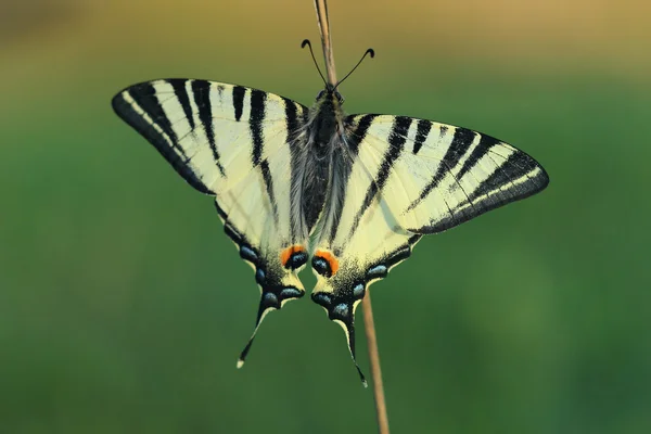 Scarse swallowtail (Iphiclides Ποδαλείριος) κάθεται σε ξερά χόρτα — Φωτογραφία Αρχείου