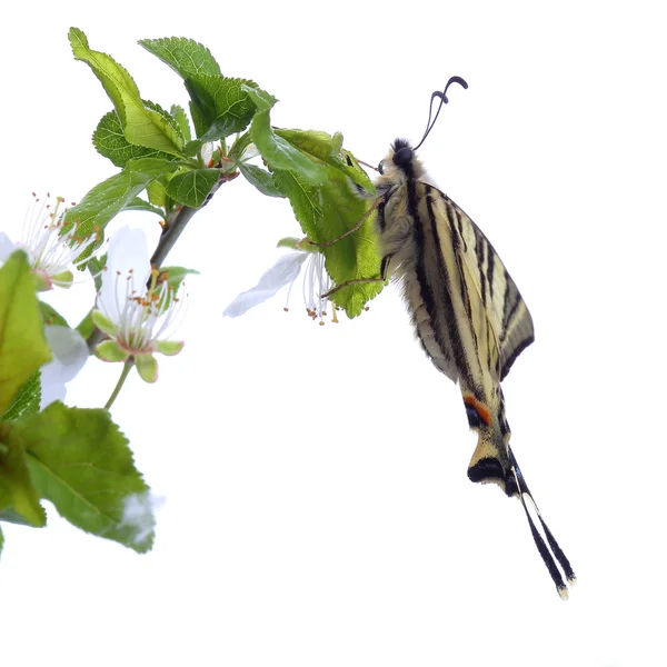 Scarse swallowtail ( Iphiclides podalirius) sitting on cherries — Stock Photo, Image