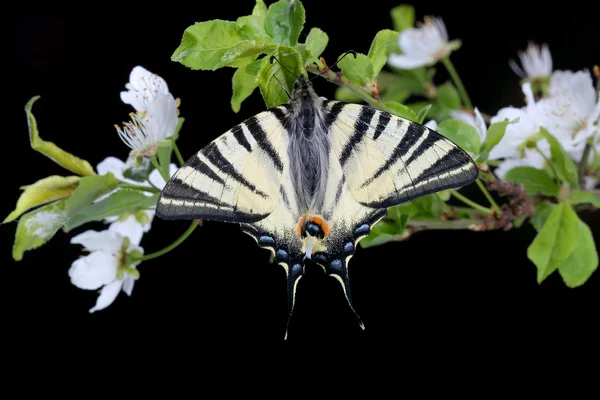 Kiraz üzerinde oturan Scarse swallowtail (Iphiclides podalirius) — Stok fotoğraf