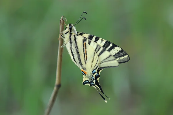 Scarse swallowtail (Iphiclides podalirius) kuru çim üzerinde oturuyor. Portre — Stok fotoğraf