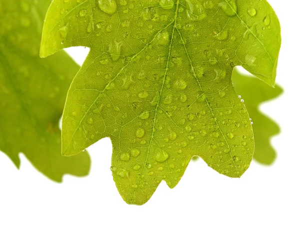 カシの葉に水滴が白で隔離が覆われています。 — ストック写真