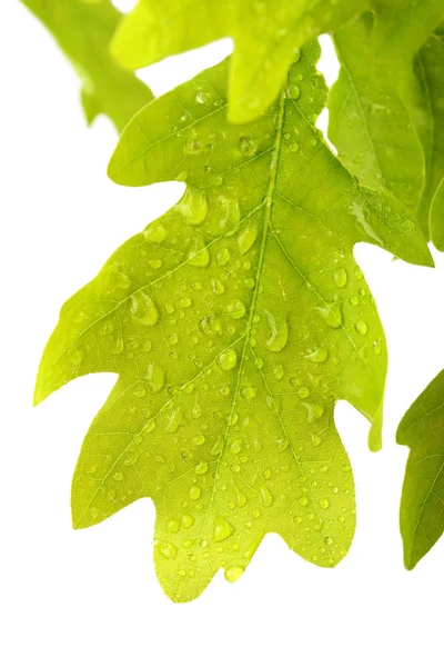 Folhas de carvalho cobertas gotas de água isoladas em branco — Fotografia de Stock