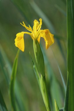 çiçek sarı iris (Iris pseudacorus). yakın çekim