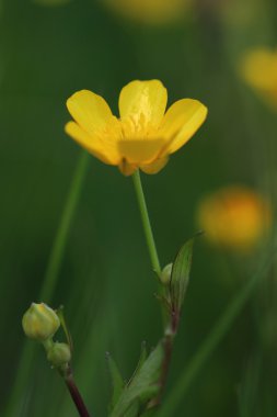 Meadow Buttercup Çiçeği (Ranunculus akrisi) 