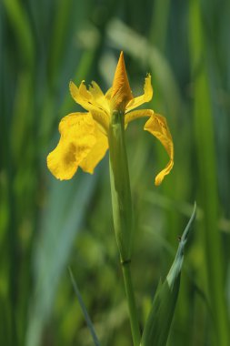 çiçek sarı iris (Iris pseudacorus). yakın çekim