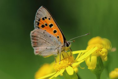 Butterfly - Small Copper (Lycaena phlaeas) on the meadow clipart
