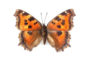 Kelebek - WHI üzerinde izole küçük kaplumbağa kabuğu (Nymphalis urticae)