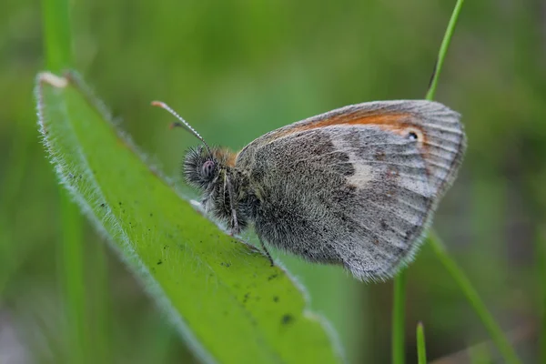 蝶 - 小さいヒース (coenonympha pamphilus)。クローズ アップ — ストック写真