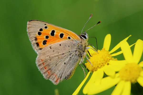 Motýl - malé měděné (lycaena phlaeas) na louce — Stock fotografie