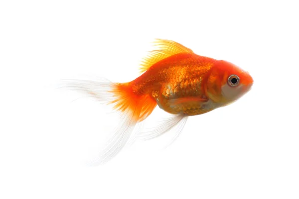 Gold fish isolated on white — Stock Photo, Image