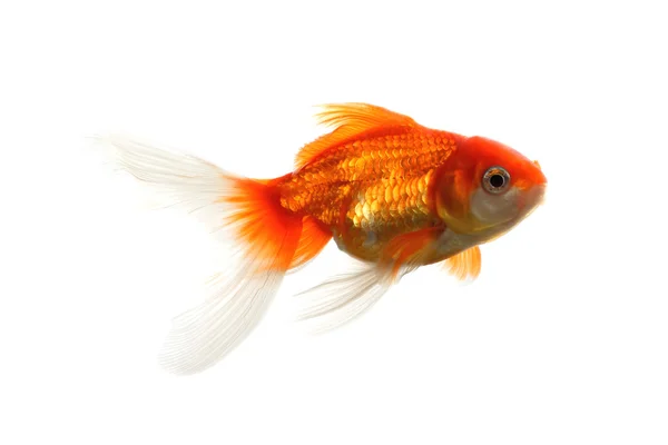 황금 물고기 흰색 절연 — 스톡 사진