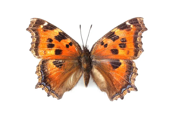 Vlinder - kleine vos (aglais urticae) geïsoleerd op whi — Stockfoto