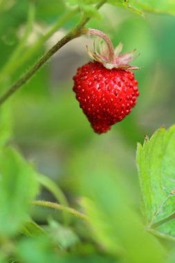 Yabani çilek. Portre