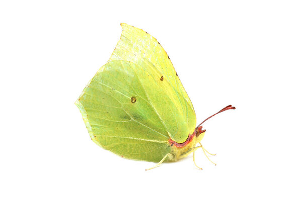 Butterfly - Common Brimstone (Gonepteryx rhamni) isolated on whi