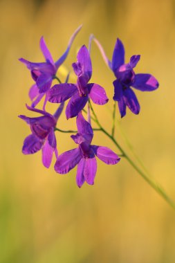 Larkspur (Consolida regalis Forking çiçekler)